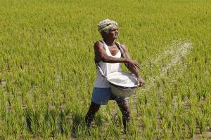 बुन्देलखण्ड में तुलसी की खेती से किसानों की आय बढ़ी: मण्डलायुक्त अजय शंकर पाण्डेय