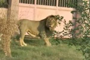 इटावा: Lion Safari की शान नौ बच्चों का पिता ‘मनन’ शेर की हालात नाजुक