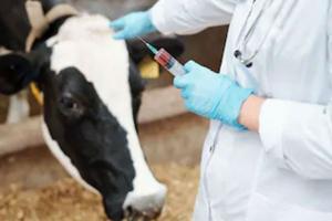 बरेली: एक लाख पशुओं को नहीं लगी वैक्सीन