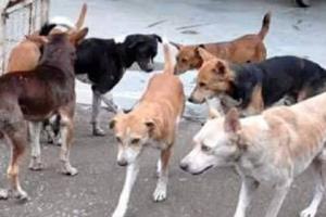 लखनऊ: सावधान! राजधानी में आवारा कुत्तों की भरमार…रात में जरा संभलकर निकले