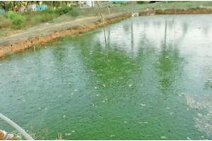 अयोध्या: पोखर-तालाबों पर रहेगी सरकार की सीधी नजर, पोर्टल पर लोड होगा ब्यौरा