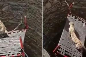 Video  में देखें, जब कुएं में गिरे तेंदुए की जान हड़प्पा टेक्नोलॉजी से बचाई