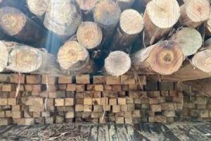 हल्द्वानी: वन विभाग ने सेमल की चिरी हुई लकड़ी से भरा ट्रक पकड़ा