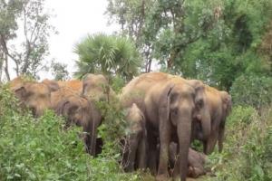 छत्तीसगढ़ : हाथियों के हमले से एक युवक की मौत, एक घायल