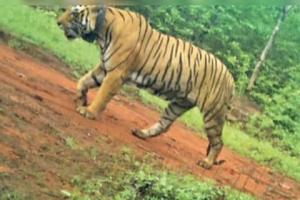 हल्द्वानी: बाघिन की तलाश में फतेहपुर के जंगल में वन विभाग का सर्च अभियान शुरू