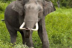 छत्तीसगढ़: हाथियों के हमले में एक महिला सहित दो की मौत, वन विभाग ने जारी किया अलर्ट