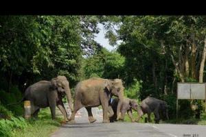 खटीमा: पानी की तलाश में आबादी से सटे जंगल में पहुंचा हाथियों का झुंड, ग्रामीणों में दहशत