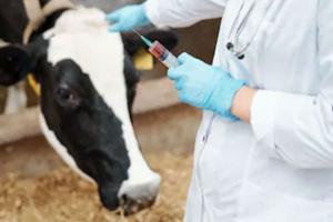 बरेली: पशुओं को गलाघोंटू बीमारी से बचाने के लिए आईं 99 हजार वैक्सीन, जल्द शुरू होगा टीकाकरण