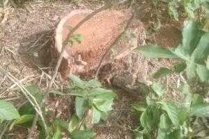अयोध्या: सरकारी भूमि से शीशम के पेड़ काट ठेकेदारों ने किया पार, मामले को रफा-दफा करने में जुटे वनकर्मी