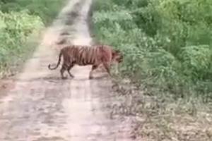बहराइच: बंधा रोड पर बाघ को देखकर सैलानी हुए रोमांचित, कैमरे में कैद की तस्वीर