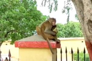 हरदोई में बंदरों से परेशान है खाकी, पुलिस की टोपी लेकर भागा बंदर, वीडियो हुआ वायरल