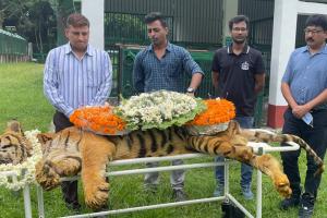 Video: अलविदा ‘राजा’ … कैद में रह रहे दुनिया के सबसे उम्रदराज बाघ की मौत