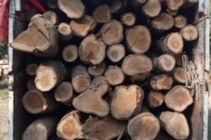 हल्द्वानी: सागौन की लकड़ी पकड़ी, वन अधिकारी के साथ अभद्रता