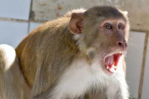 बरेली: शहर से लेकर गांव तक बंदरों का आतंक, खेत पर काम कर रहे किसान पर किया हमला, नाक, कान चबाया