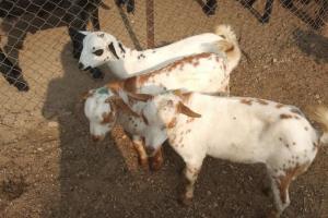 बरेली: बकरीद नजदीक आते ही ऑनलाइन सजा बकरों का बाजार