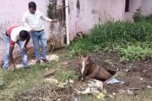 बरेली: सरकारी अस्पताल के खुले गटर में गिरा घोड़ा, रातभर फंसा रहा, प्रशासन की लापरवाही आई सामने, देखें video