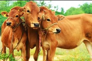 राजस्थान में ‘लंपी रोग’ से सैकड़ों गायों की मौत, राज्य सरकार ने उठाए ये कदम