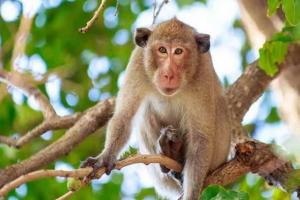 बरेली: बंदर पकड़ने वाले तो आए, डाॅक्टर नहीं होने से रुका काम