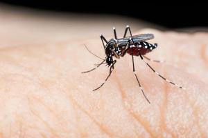 छत्तीसगढ़ के बस्तर जिले में डेंगू का आतंक, चार लोगों की मौत