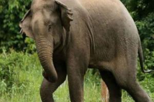 छत्तीसगढ़: गरियाबंद में हाथी का आतंक, हमले से एक महिला की मौत