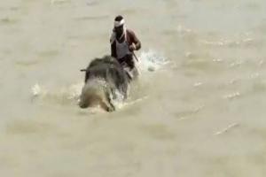 हाथी ने बचाई अपने साथी की जान, 3KM तैरकर महावत को बैठाकर नदी की पार, देखें वीडियो