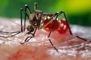 देश के कई हिस्सों में Dengue का कहर, छत्तीसगढ़ के जगदलपुर में मरीज 150 के पार