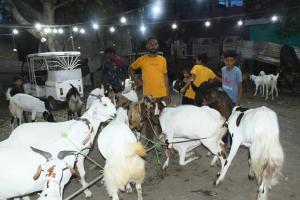 बकरीद से पहले रातभर गुलजार बरेली बाजार, बकरों पर भी महंगाई की मार, देखें Photos