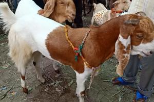 बरेली: बकरीद से पहले सजा बकरों का बाजार, 80 हजार के ‘सुल्तान’ को खरीदार का इंतजार
