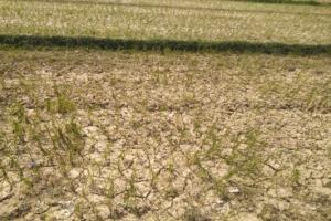 बहराइच : कम बारिश से 30 प्रतिशत घटेगी धान की पैदावार, पढ़िए क्या कहते हैं कृषि वैज्ञानिक
