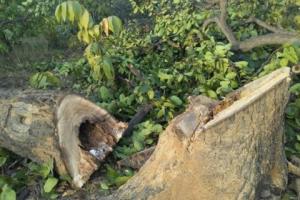 हल्द्वानी:  नैनीताल-काठगोदाम हाईवे पर फलदार और संरक्षित प्रजाति के 300 पेड़ों पर चलाई आरी, जिम्मेदार बेपरवाह