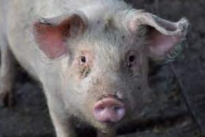 लखनऊ : सुअरों की मौत का असल कारण जानने के लिए जांच सैंपल भेजे जा रहे भोपाल