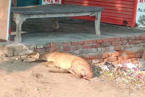 रायबरेली: हिरण के बच्चे को कुत्तों ने नोंच कर मार डाला