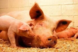 लखनऊ : फैजुल्लागंज में मृत पाए गए सूअरों में अफ्रीकन स्वाइन फीवर की पुष्टि, एडवाइजरी जारी