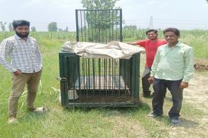 रामपुर : शिकारपुर के जंगल में तेंदुए की दहशत बरकरार, दस दिन बाद भी खाली रखा है पिंजरा