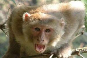 जापान में फैल रहा बंदरों का आतंक, बदमाशों को नहीं अब बंदरों को पकड़ेगी जापानी पुलिस
