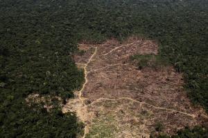 अमेजन वनक्षेत्र में पेड़ों की कटाई के टूटे सारे रिकॉर्ड, छह माह में चार हजार वर्ग किलोमीटर भूमि पर वन संपदा नष्ट