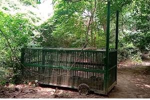 अयोध्या: तेंदुआ नहीं किसी और हिंसक जानवर के हैं पदचिह्न, डीएफओ बोले- रात में निकलने से बचें