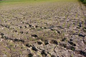 बाराबंकी : बारिश न होने से से फसल की पैदावार घटना तय, रोपाई के बावजूद उदास हैं किसान
