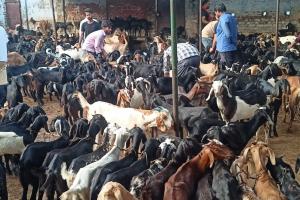 बकरीद 2022: बकरा सुल्तान, अर्तुगुल, टीपू हैं आम के शौकीन, खूबसूरती बेमिसाल