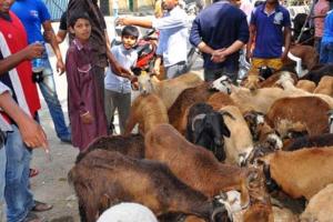 आगरा: बकरीद में बकरों की सजी बाजार, मुस्लिम समाज के लोगों के द्वारा शांति के साथ त्यौहार मनाने की अपील