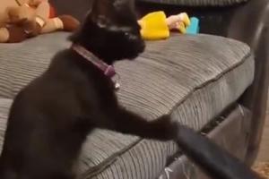 Viral Video: बिल्ली ने झूले पर लेटे बच्चे के साथ की ये हरकत, वीडियो देख आप भी हो जाएंगे हैरान