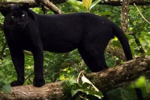 Video: दुर्लभ काले तेंदुए को देखने देश भर से पेंच राष्ट्रीय उद्यान पहुंच रहे सैलानी