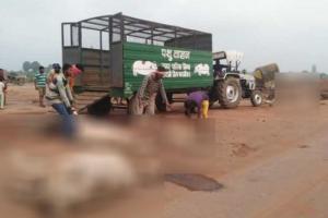 कटनी जिले में तेज रफ्तार ट्रक ने 12 गायों को कुचला, मौत