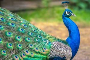 बरेली: राष्ट्रीय पक्षी के संरक्षण पर सवाल, मंडल में बरेली में सबसे कम मोर