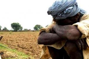 बरेली: किसानों के आगे सूखे का संकट, धान, उड़द की फसल को भारी नुकसान