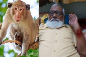 बरेली: गांधी उद्यान में बंदरों का आतंक, शिक्षक को किया लहूलुहान