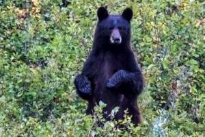 गजबः चारवाहे पर भालू ने किया हमला, खूंखार भालू से भिड़कर भैंसों ने बचायी अपने मलिक जान