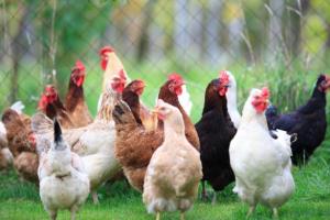 बरेली: नैनो तकनीक से मुर्गियों की होगी शारीरिक वृद्धि, बढ़ेगी किसानों की आय