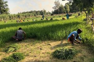 बाराबंकी : पशुओं के आतंक से त्रस्त किसानों ने काट ली अपनी हरी-भरी फसल