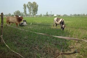 बाराबंकी : आवारा पशुओं के आतंक से हलकान हैं किसान, खेत में खड़ी फसल की दिन-रात करते हैं निगरानी